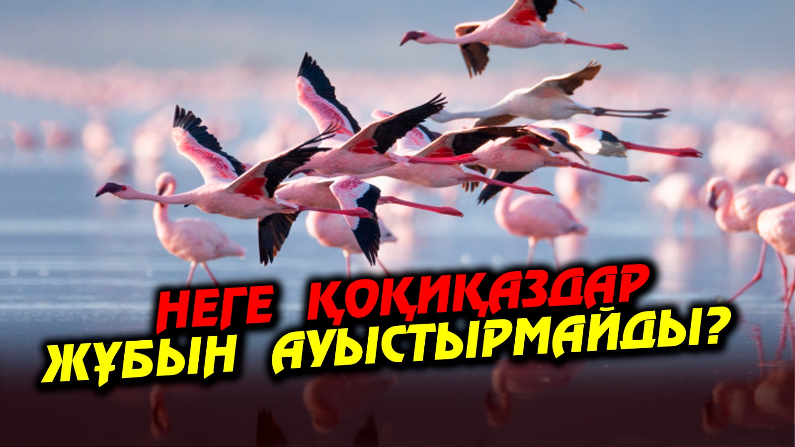 https://www.adyrna.kz/storage/uploads/dWT0AjNcZ4cXCmcYNIdmJDyElYGXG42iMLIwPLvE.jpg